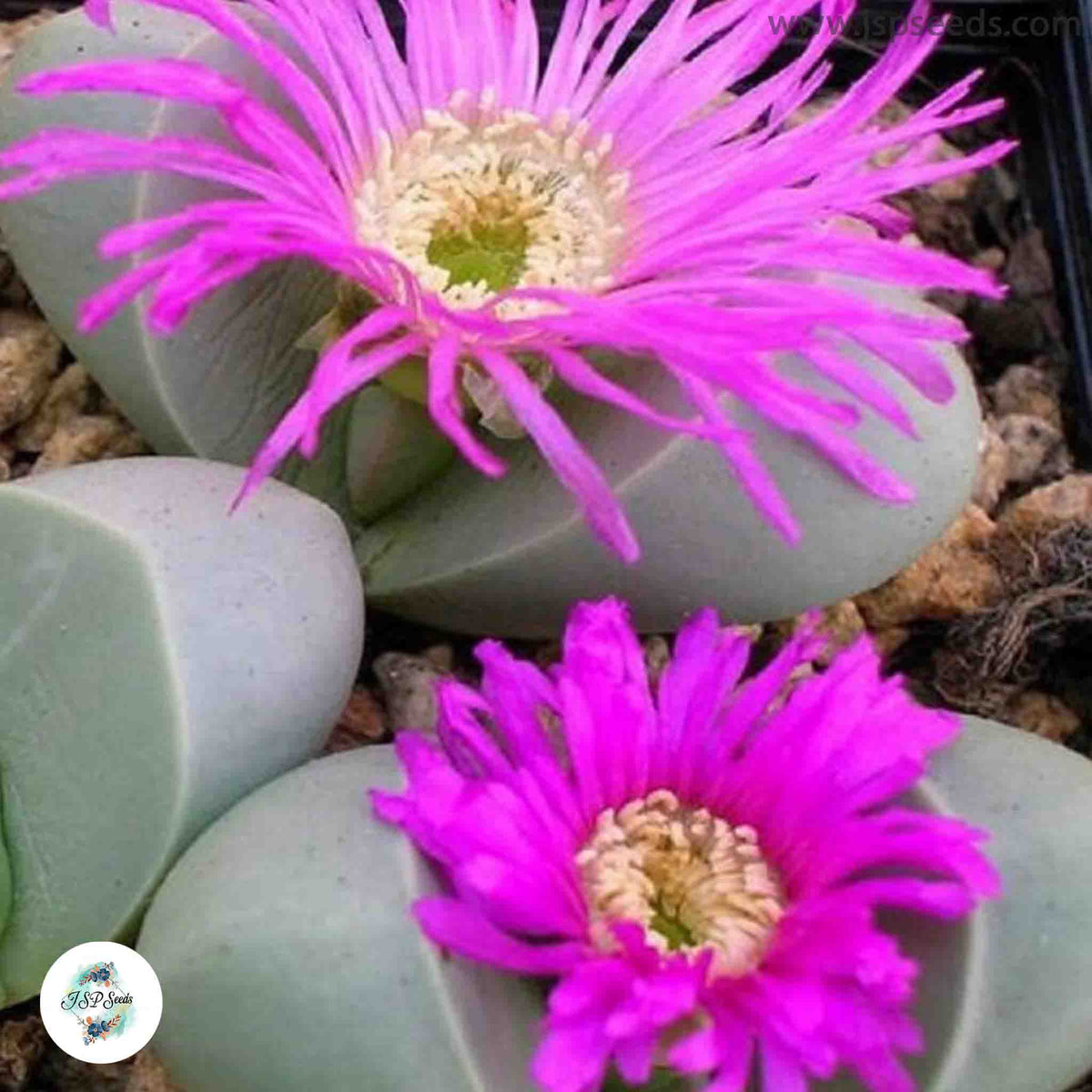 Argyroderma ringens / 40 seeds per pack