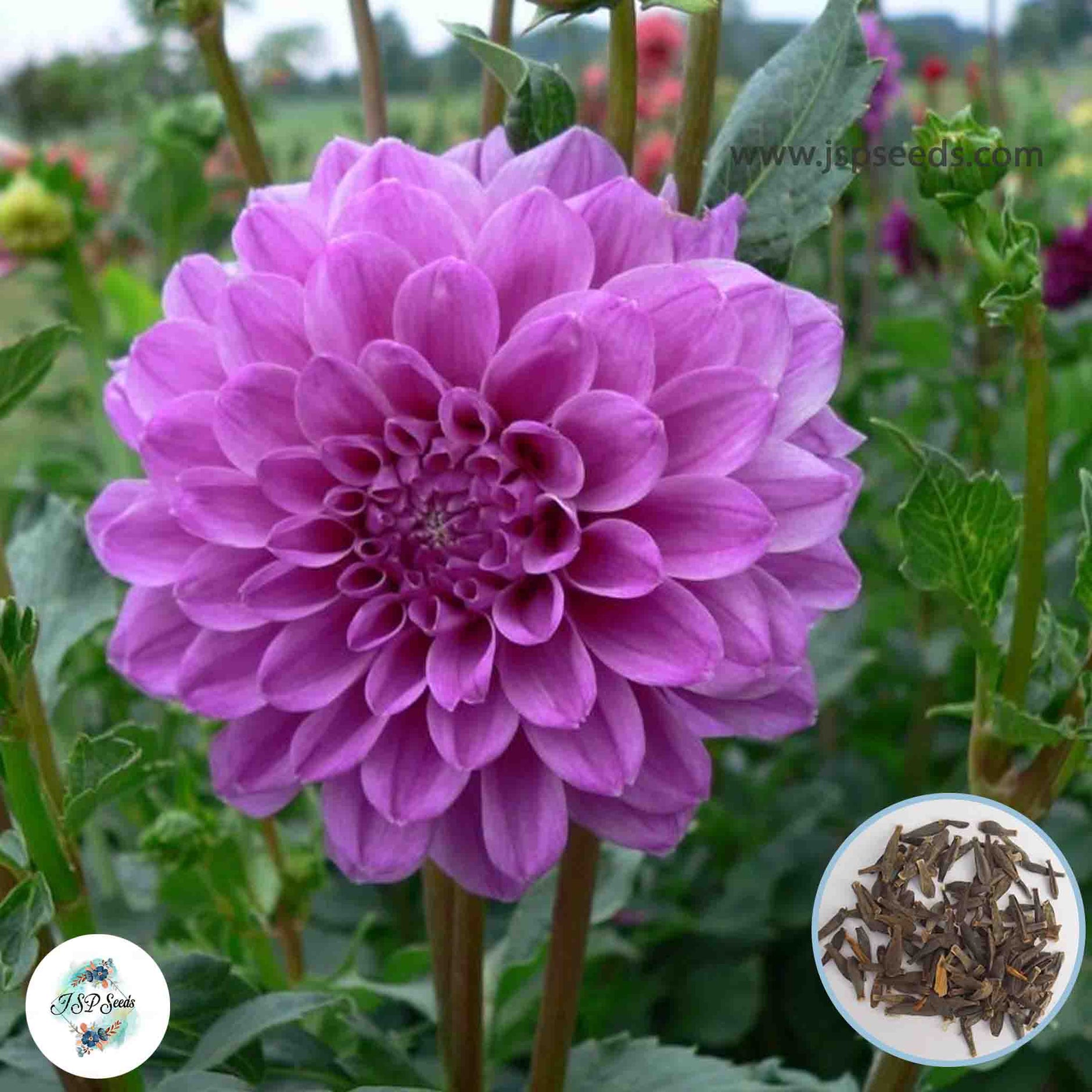 Dahlia – JSPSeeds