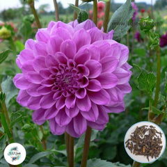 50 Stacy Rachelle Dahlia Seeds (Flower Garden Potted Plants)