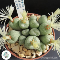 Conophytum uviforme / 40 seeds