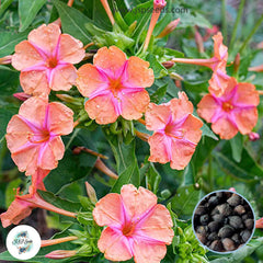 30 Salmon Four O'clock Flowers Seeds 4 O'clock Seeds Perennial Seeds (Asia Flower) Mirabilis jalapa