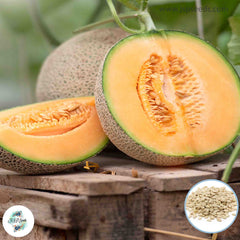 50 Cantaloupe Seeds (Asia Fruit)