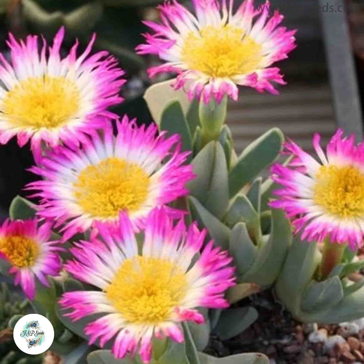 Antimima ventricosa / 40 seeds