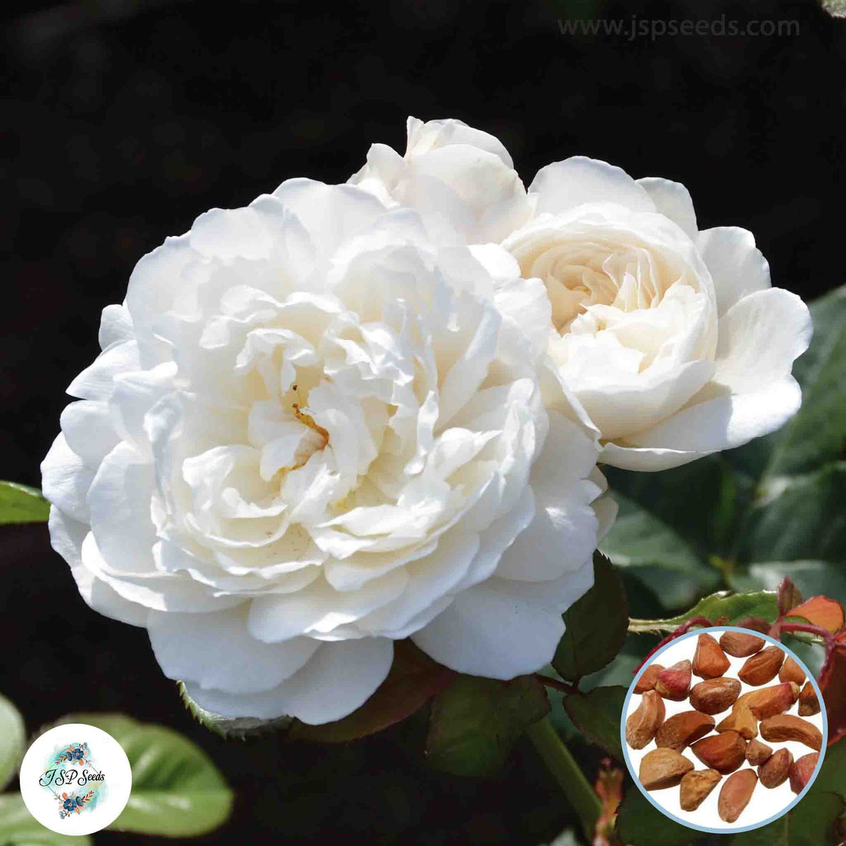 50 Heirloom William and Catherine English Rose flower Bonsai Garden Seeds