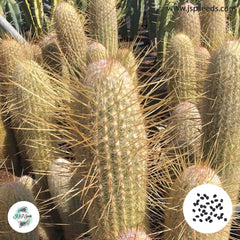 40 Seeds Espostoa hybrid X Cleistocactus Cactus Succulent seeds