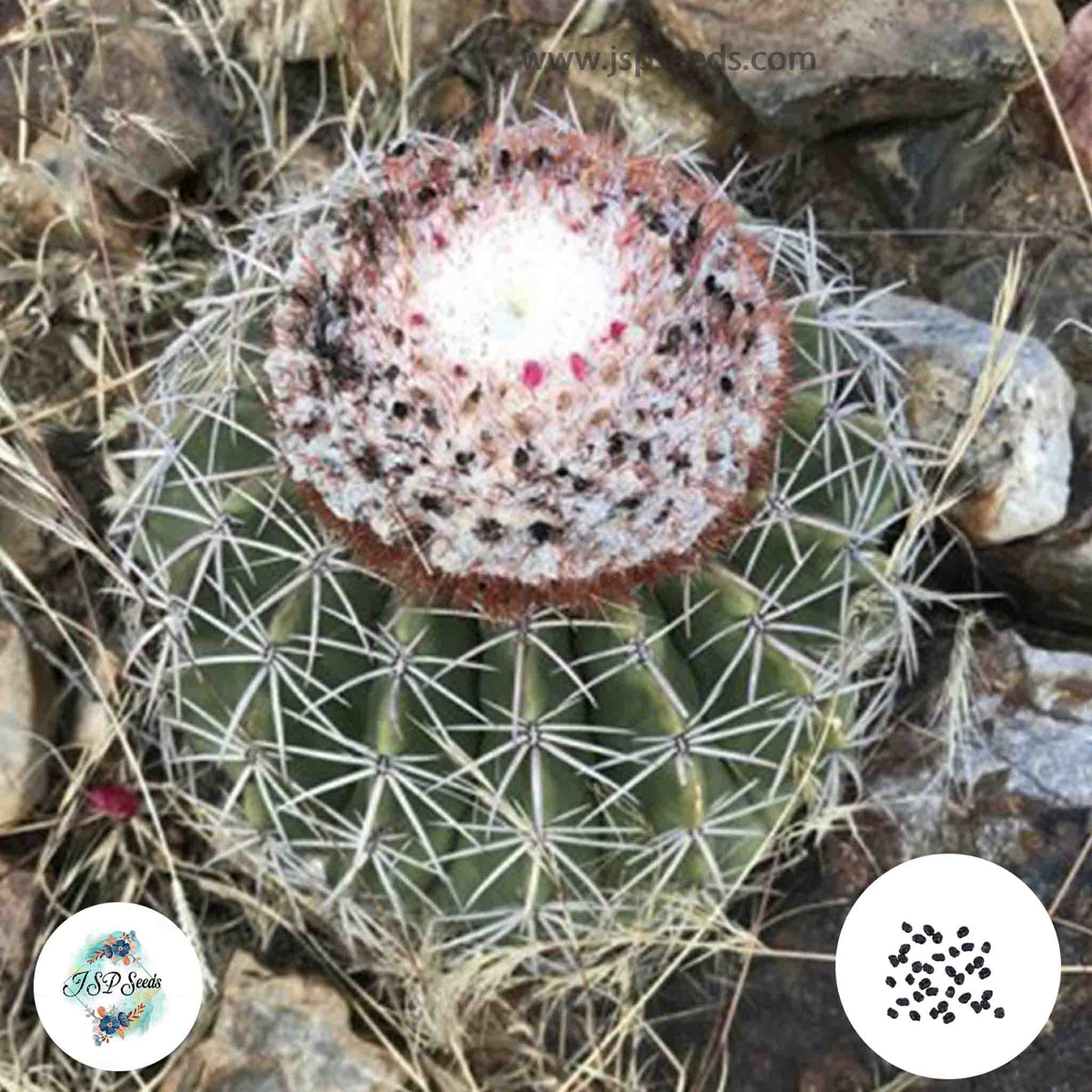 40 Seeds Melocactus peruvianus Cactus Succulent seeds