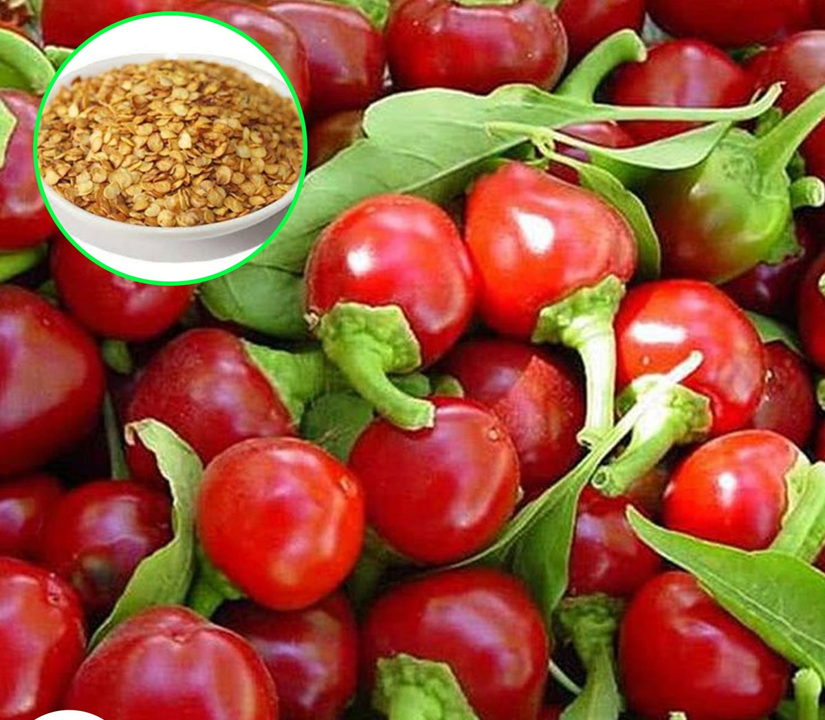 100 Pepper Thai Red Cherry Chilli Spicy Hot Seeds (Asia Vegetable) Heirloom NON GMO Fresh