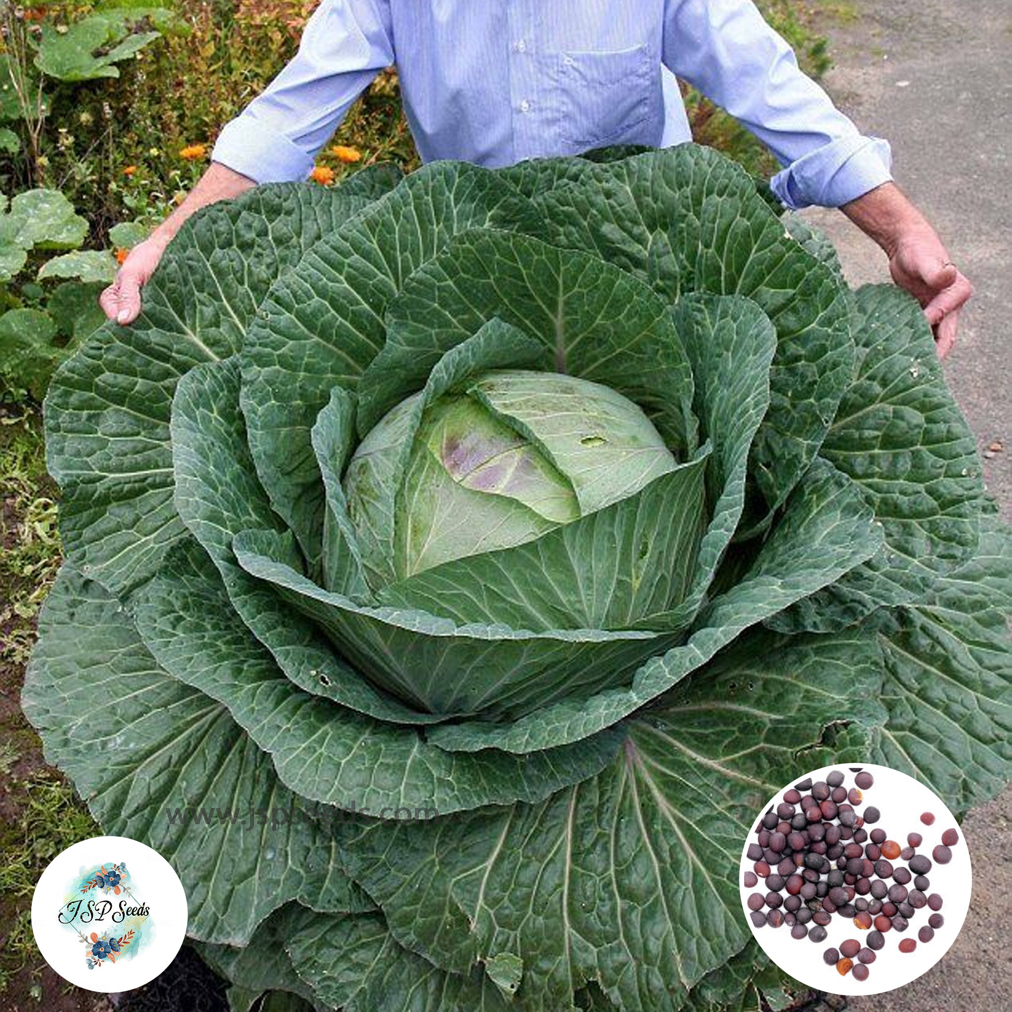 Cabbage Large Type 1000 Giant Russian Cabbage Vegetable Non-Gmo Seeds – JSPSeeds