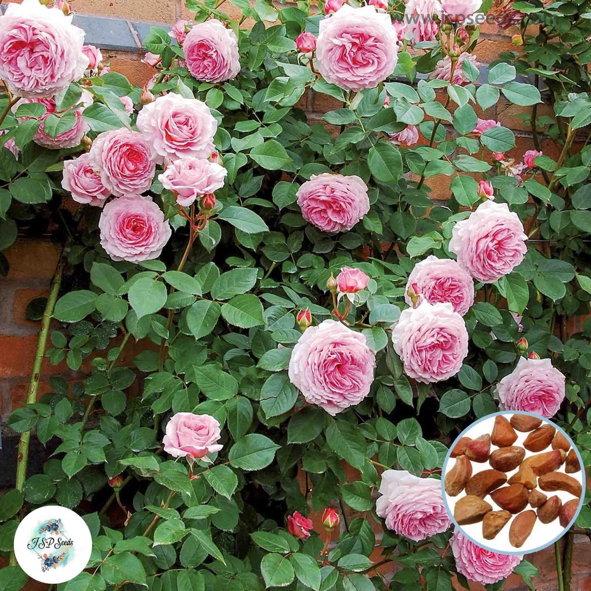 50 Heirloom James Galway English Rose flower Bonsai Garden Seeds