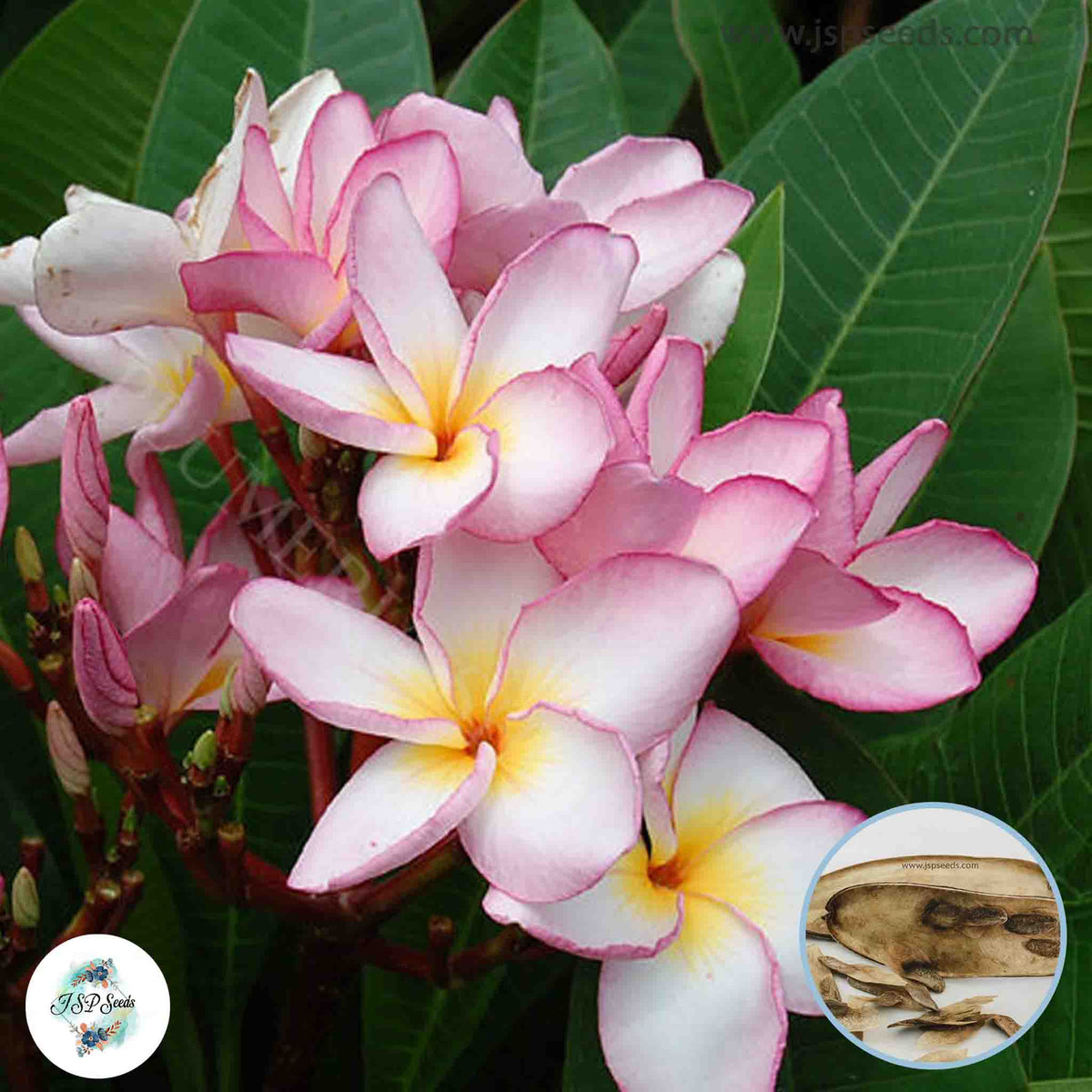 20 Thai Chompoo Nuan Plumeria (Frangipani) Seeds Fresh Flower New Seeds