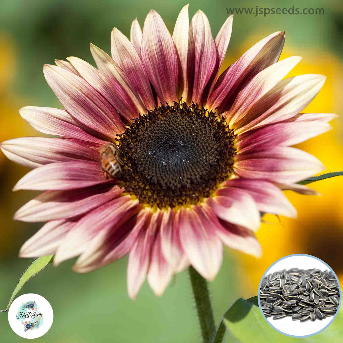 50 Sunflower Strawberry Blonde Seeds (Flower Plants)