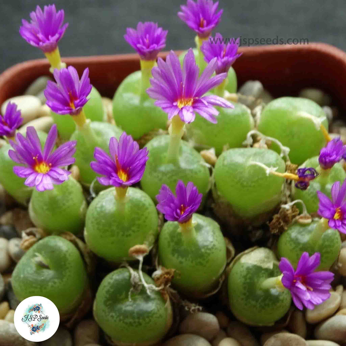 Conophytum hermarium [RARE] / 40 seeds