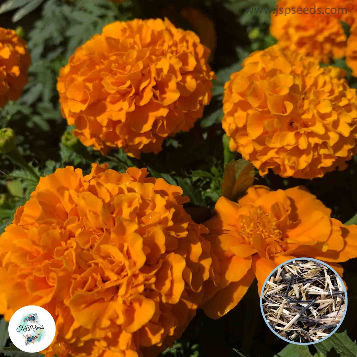 200 Crackerjack French Marigold Double Dwarf Flowers Heirloom Seeds (Asia Flower)