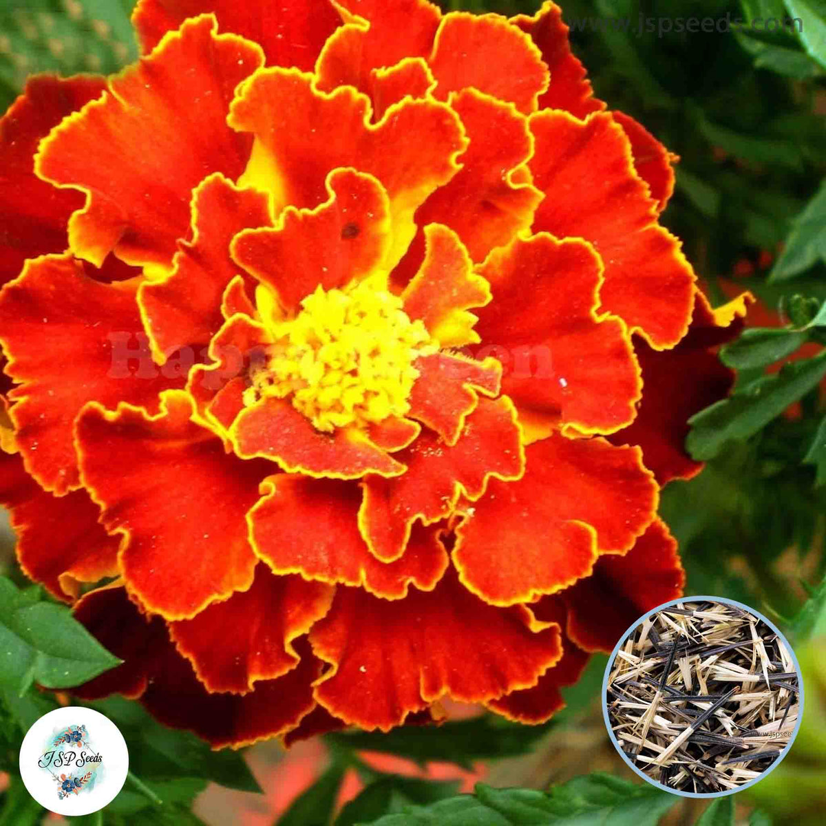 200 Brocade French Marigold Double Dwarf Flowers Heirloom Seeds (Asia Flower)