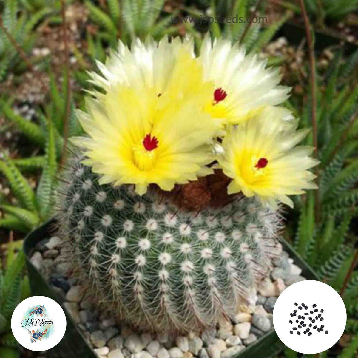 40 Seeds Notocactus scopa Cactus Succulent seeds