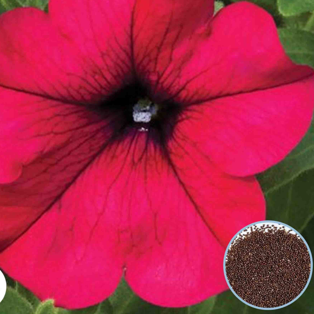 1000 Red Sanguna Petunia Seeds Grandiflora, Multiflora, Milliflora Perennial Flowers Annual Seeds (Flower)