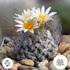 40 Seeds Turbinicarpus dickisoniae, Armamberri Cactus Succulent seeds