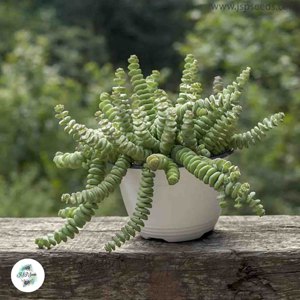 Crassula perforata / 40 seeds (String of Buttons)