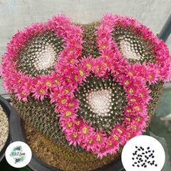 40 seeds Mammillaria neomystax  Cactus Succulent seeds