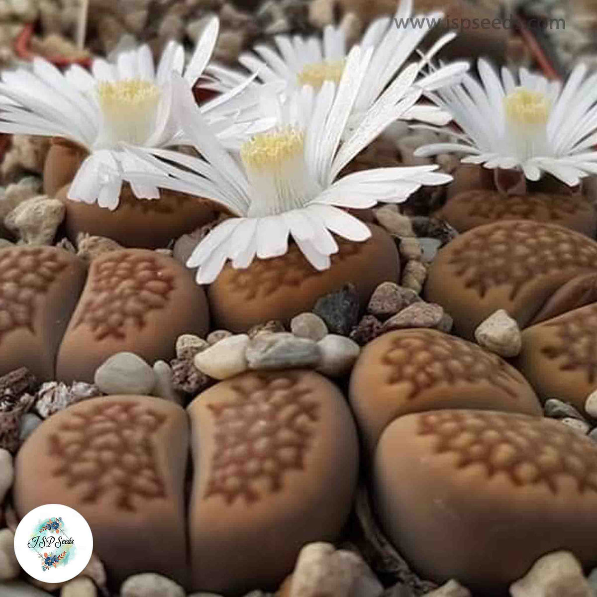 Lithops hallii C119 / 40 seeds