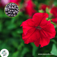 30 Red Four O'clock Flowers Seeds 4 O'clock Seeds Perennial Seeds (Asia Flower) Mirabilis jalapa