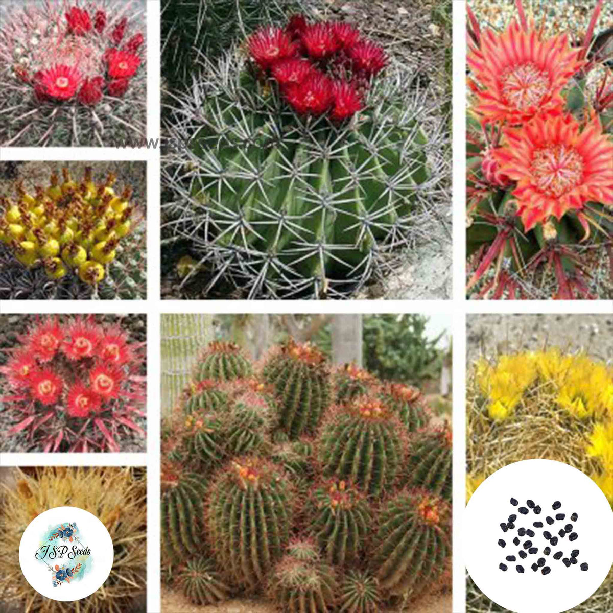 40 Seeds Ferocactus species mix Cactus Succulent seeds