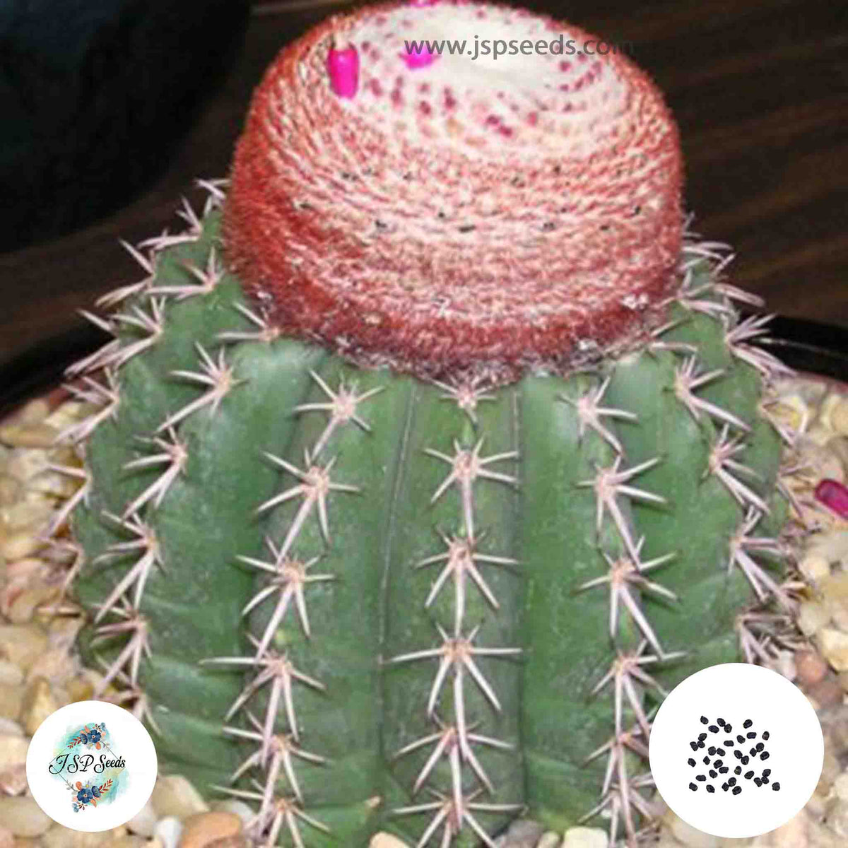 40 Seeds Melocactus concinnus Cactus Succulent seeds