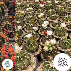 40 seeds G. friedrichii VOS014a , mihanovichii spotted Cactus Succulent seeds