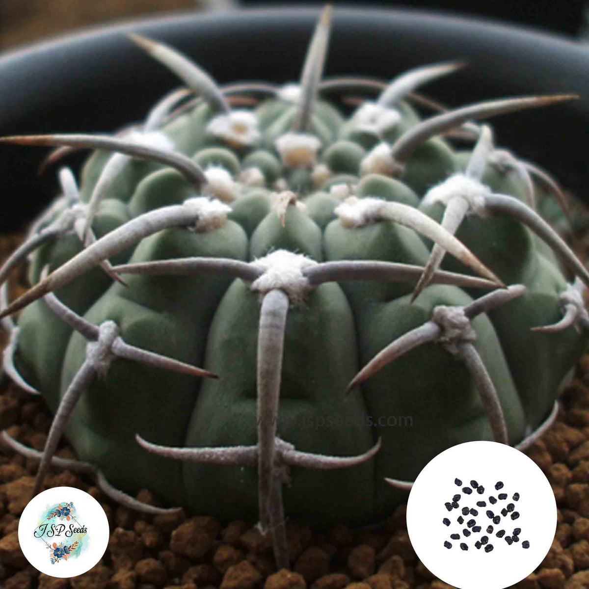 40 Seeds Gymnocalycium vatteri Cactus Succulent seeds