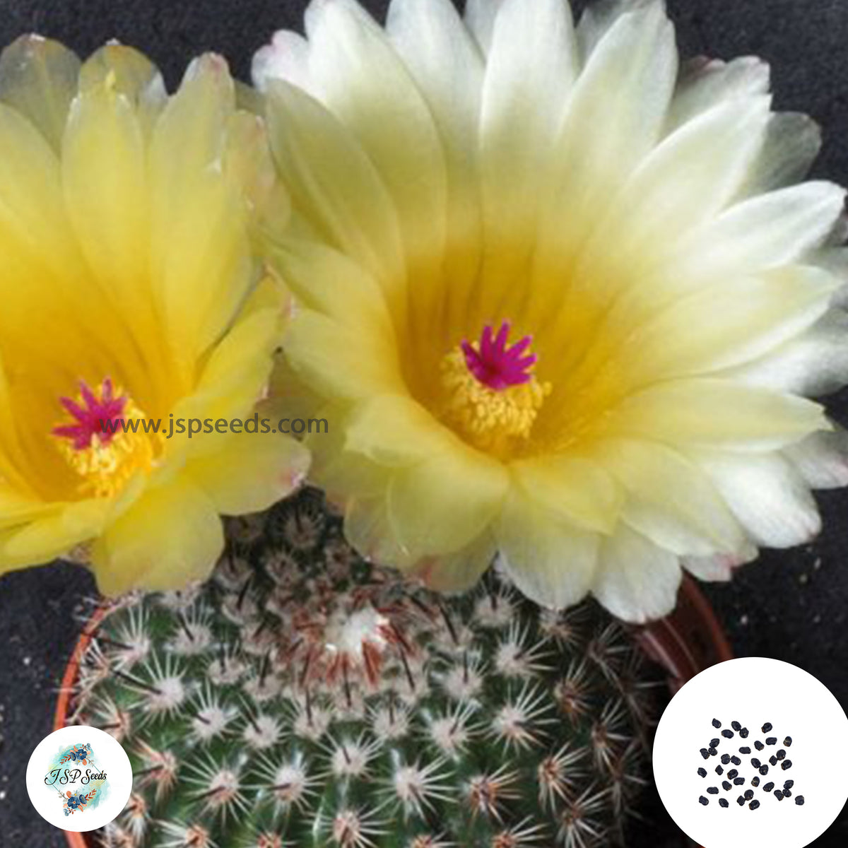 40 Seeds Notocactus winkleri Cactus Succulent seeds DV33