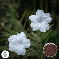 30 White Ruellia tuberosa, Waterkanon Thai herbs Seeds