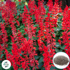 200 Red Salvia Perennial Hummingbirds Butterflies Flower Seeds