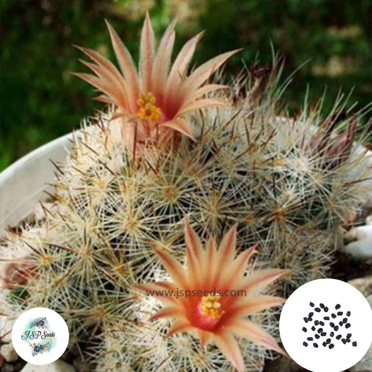 40 Seeds Escobaria muehlbaueriana Cactus Succulent seeds