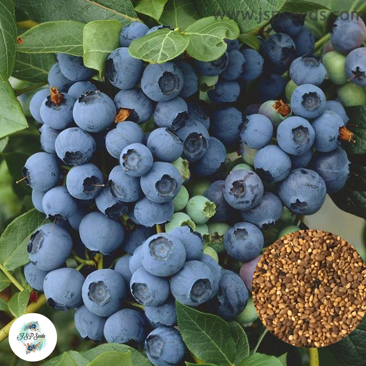 50 American Giant Blueberry Fruit Germination 95% & Tree Seeds