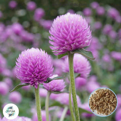 200 Pink Globe Amaranth Bachelor Button (Gomphrena haageana) Seeds (Asia Flower)