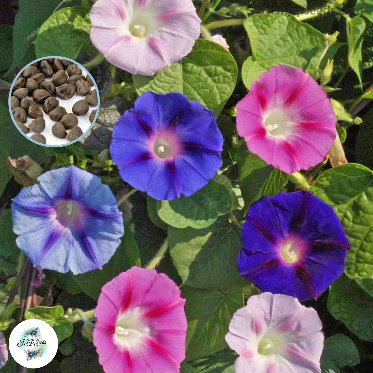 50 Mixed Candy Morning Glory Seeds (MORNING GLORY)