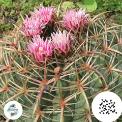 40 Seeds Ferocactus macrodiscus Cactus Succulent seeds