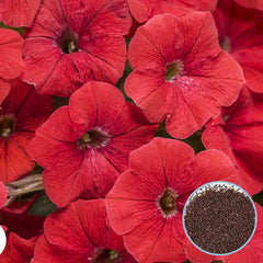 1000 Red Petunia Seeds Grandiflora, Multiflora, Milliflora Perennial Flowers Annual Seeds (Flower)