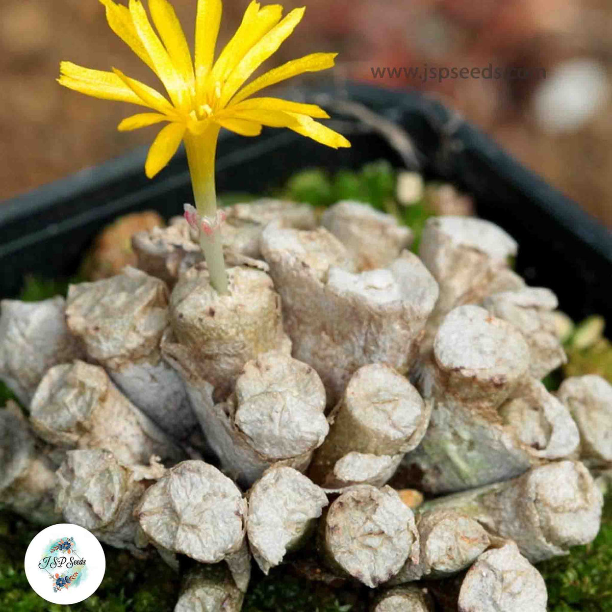 Conophytum irmae [RARE] / 40 seeds