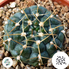 40 Seeds Gymnocalycium amershauseri Cactus Succulent seeds