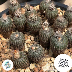 40 Seeds Frailea perbella Cactus Succulent seeds