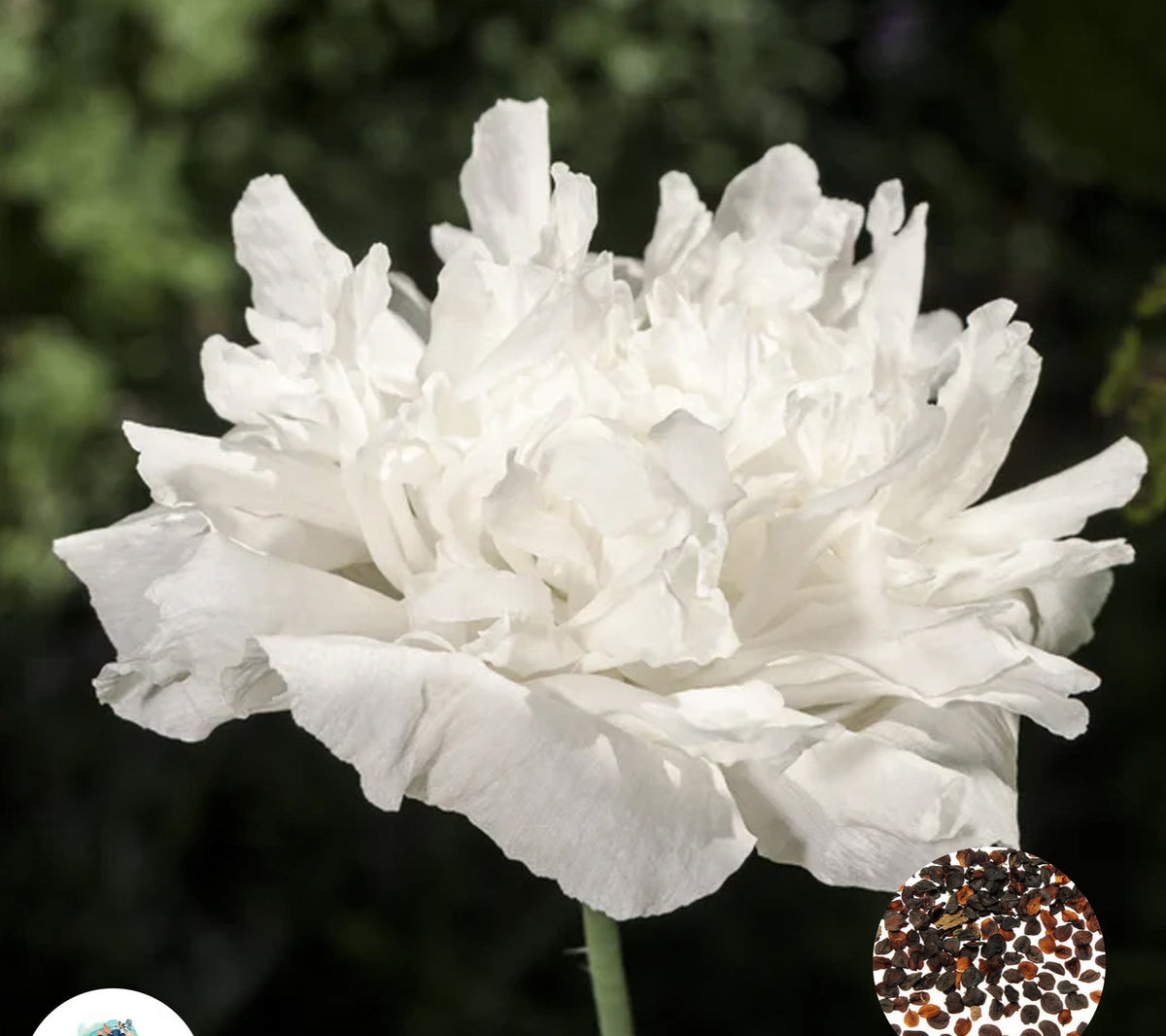 100 White Carnation Seeds Dianthus Flowers Seed Flower Perennial