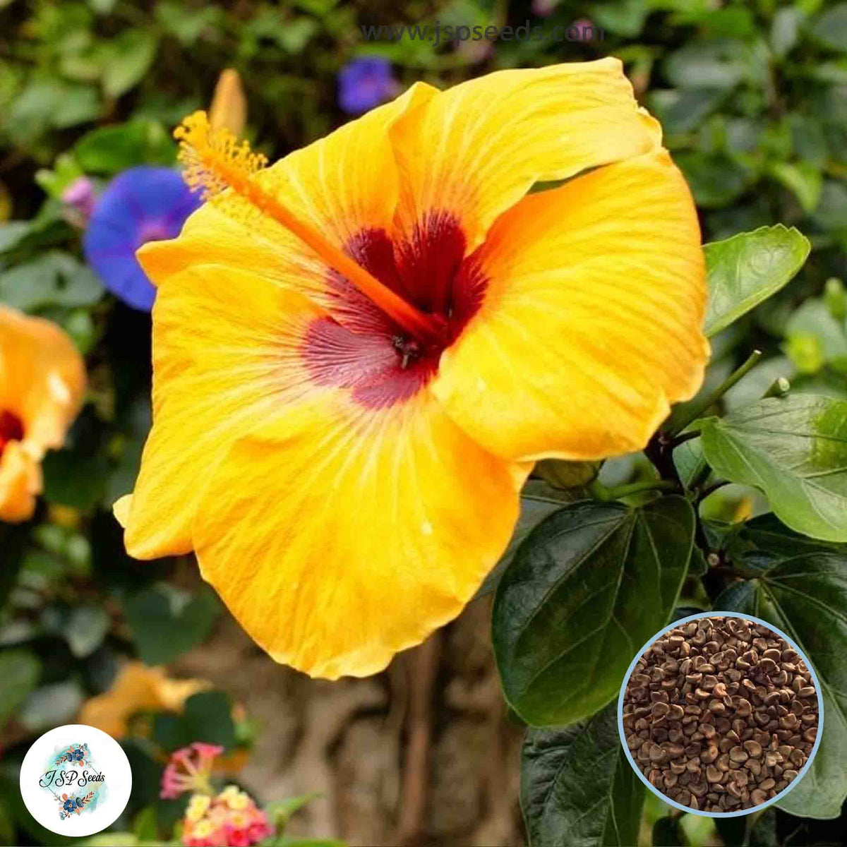 35 Yellow Giant Hawaii Hibiscus Beautiful Hardy Perennials Seeds (Asia Flower Garden Plants)