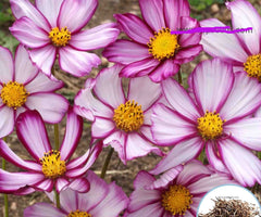 100 Starburst Picotee Cosmos Flower Seeds (Flower Plants)