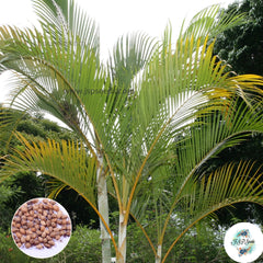 20 Dypsis lutescens Golden Cane Palm, Areca Palm Seeds