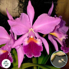 50 Queen Cattleya Orchid flower Seeds (Flower Garden Potted Plants)Thailand Orchids