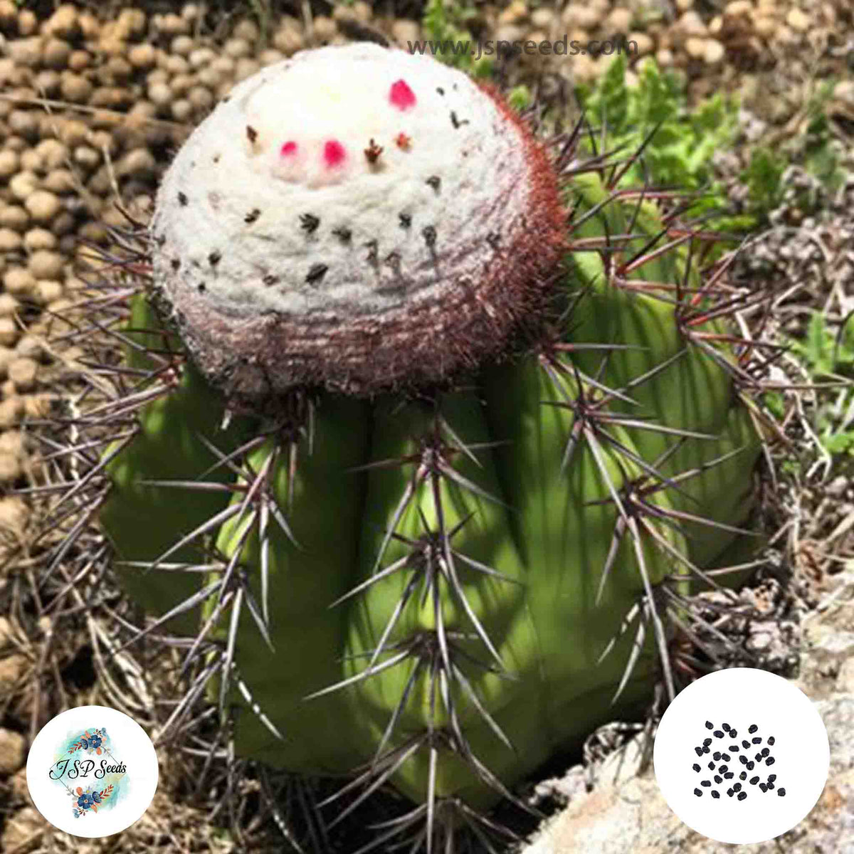 40 Seeds Melocactus neryi Cactus Succulent seeds