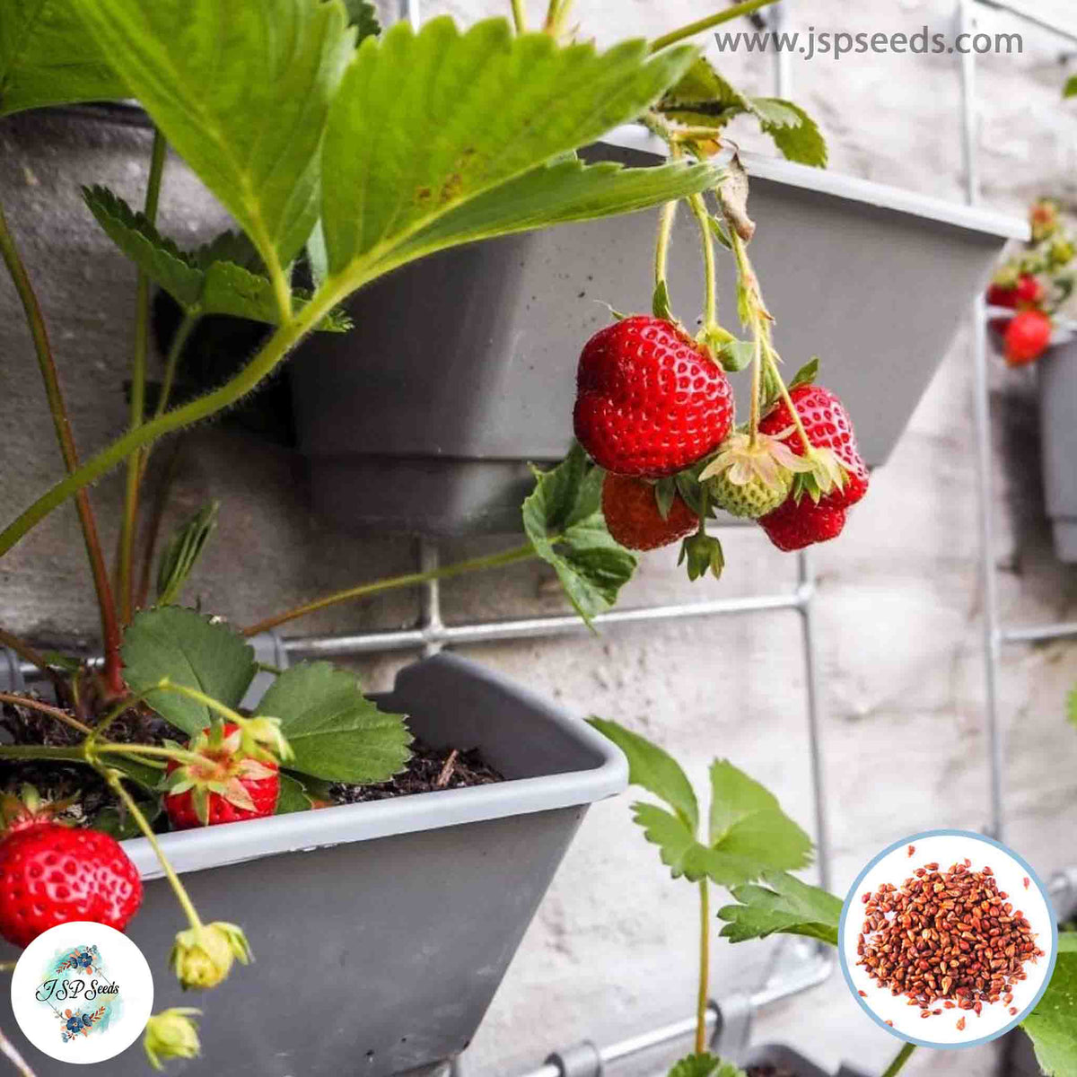 100 Red Climbing Strawberry Color Floresling Fruit Plants Seeds