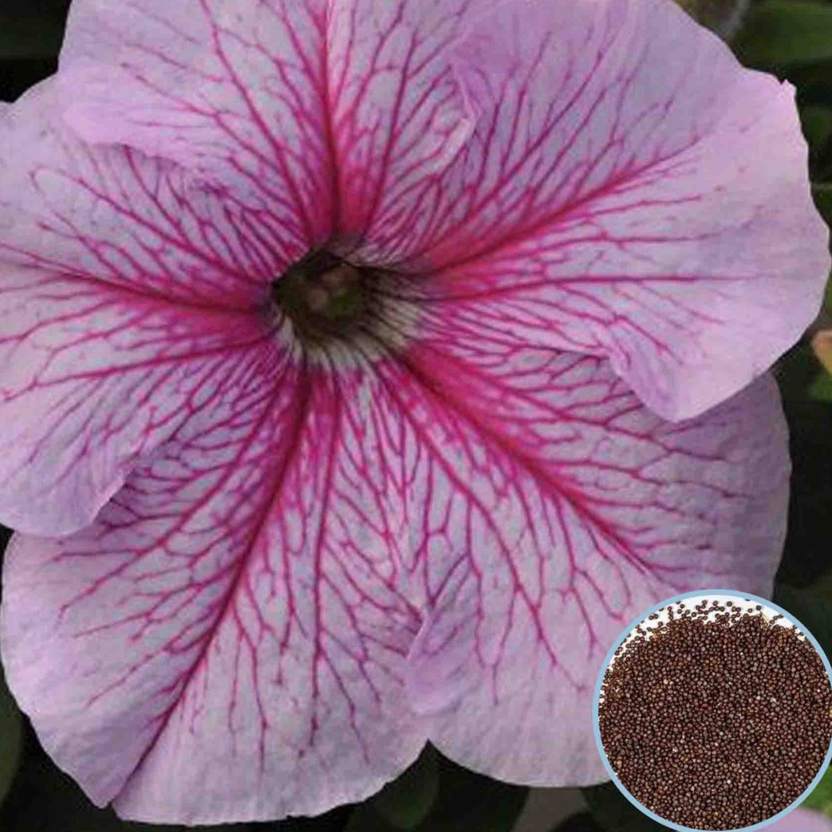 1000 Daddy Petunia Seeds Grandiflora, Multiflora, Milliflora Perennial Flowers Annual Seeds (Flower)