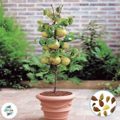 20 Pear Tree Sweet Organic Fruit Planting Potted Home Garden Seeds